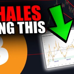 YOU WILL NOT BELIEVE WHAT THESE BITCOIN WHALES ARE DOING