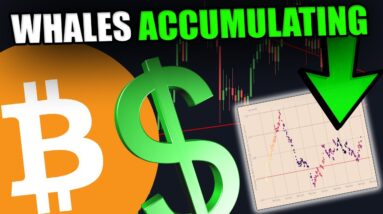 HOW MUCH HAS WHALES ACTUALLY BEEN BUYING? [Data Reveals This...]
