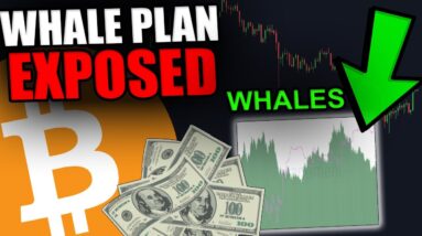 THE BITCOIN WHALES MASTERPLAN JUST GOT REVEALED!