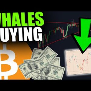 WHALES ARE BUYING CRAZY AMOUNTS OF BITCOIN [Did They Pump The Market?..]