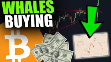 WHALES ARE BUYING CRAZY AMOUNTS OF BITCOIN [Did They Pump The Market?..]
