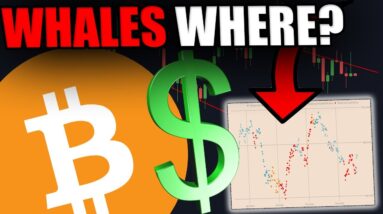 WHY ARE THE BITCOIN WHALES NOT BUYING BITCOIN ANYMORE?